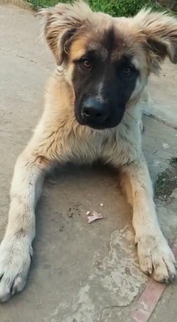 Simba Cucciolo Simil Pastore Belga/Tedesco
