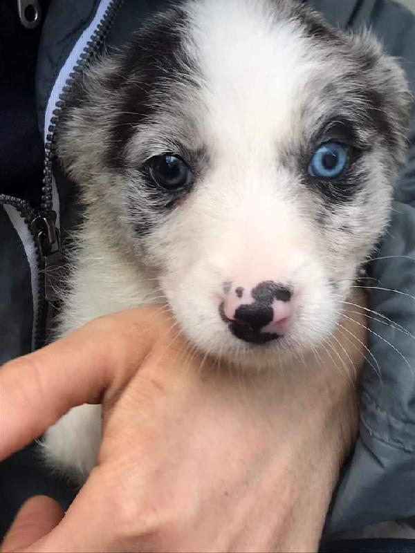 Carotino, Taglia Medio! (20-25Lg)