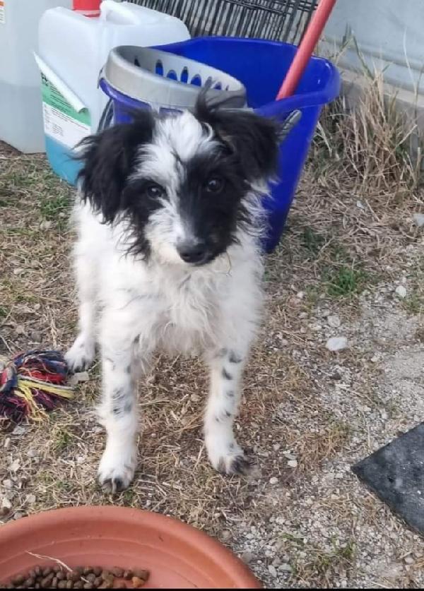 Malgy, Taglia Piccola! (Sui 10Kg)