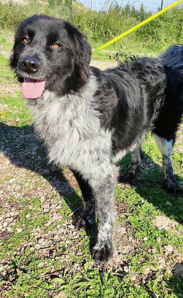 Cesco Cerca Adozione ❤️❤️