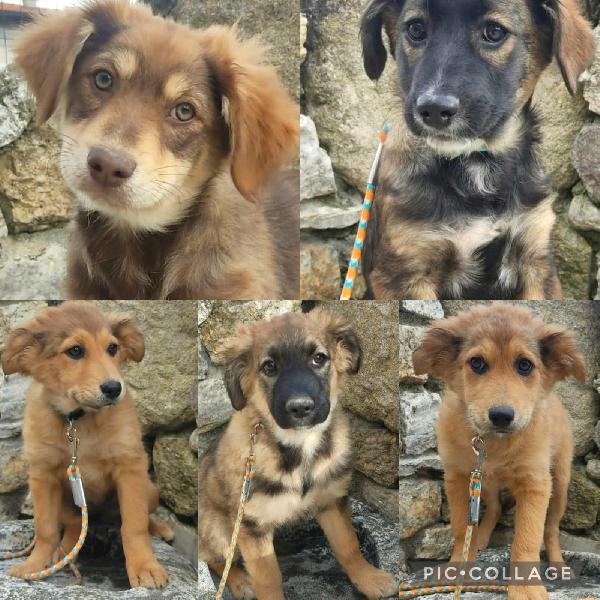 Simpatici Cuccioli Di 3 Mesi Simil Pastore