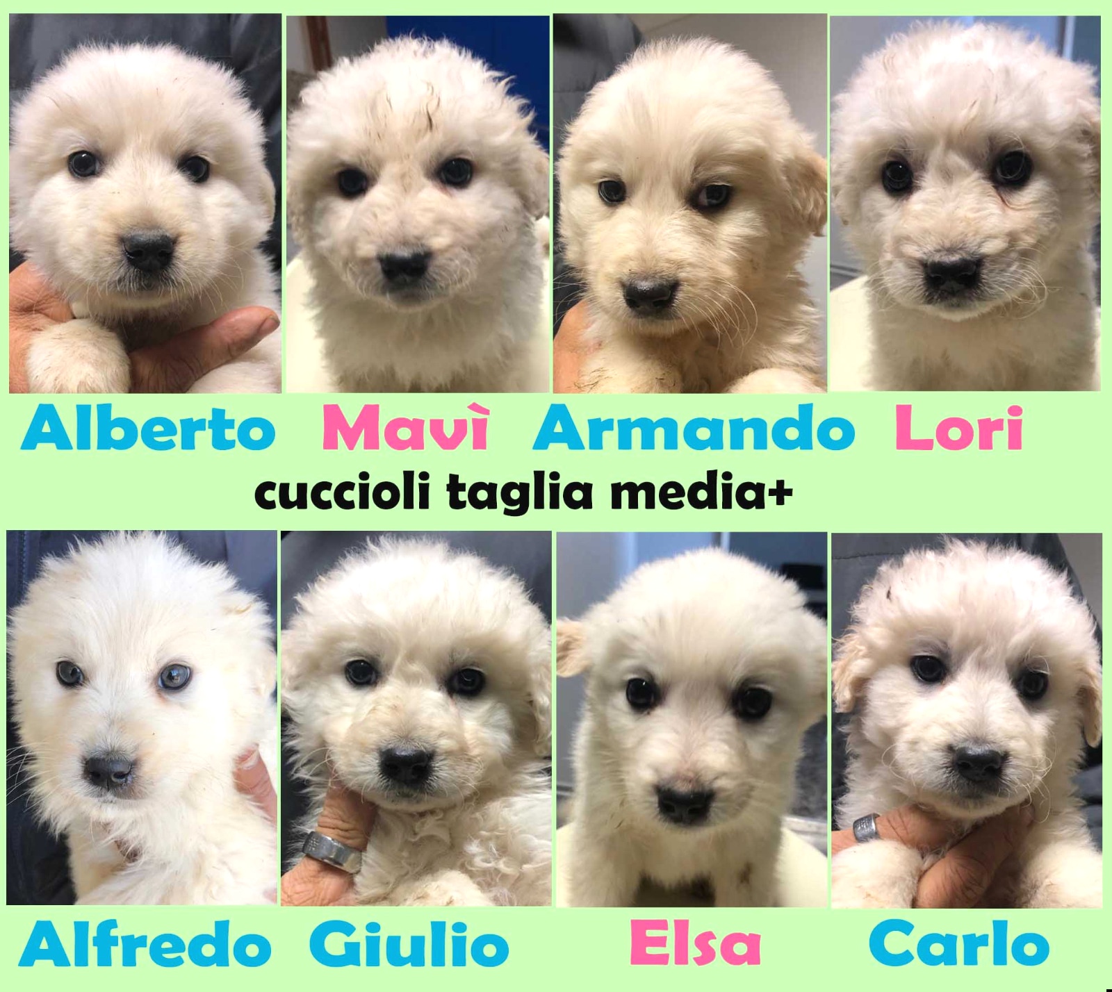 cuccioli in regalo da privati udine ud