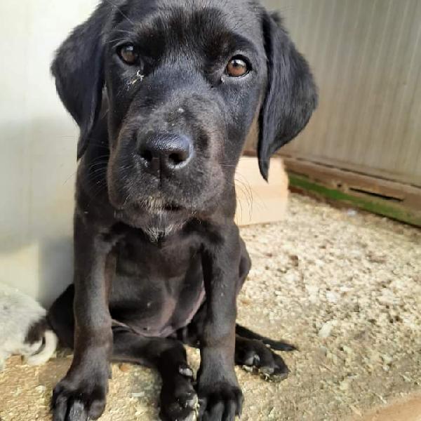Antea, Incrocio Labrador!