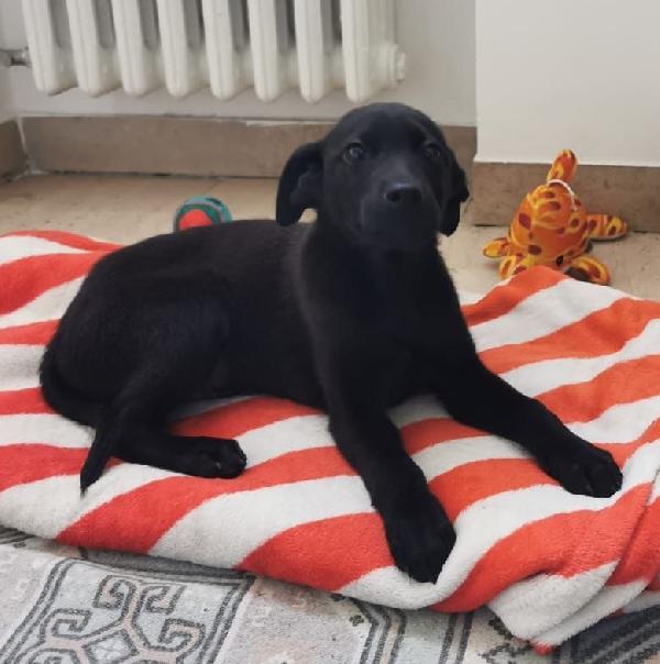 Nerino Cucciolo Taglia Media