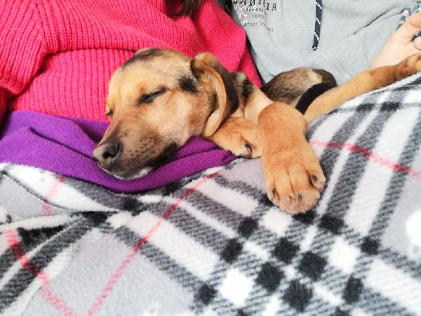 Moretto Cucciolo Simil Pastore Taglia Media