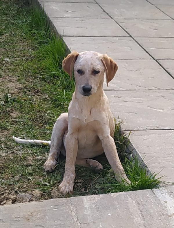 Martin Cucciolo Taglia Media