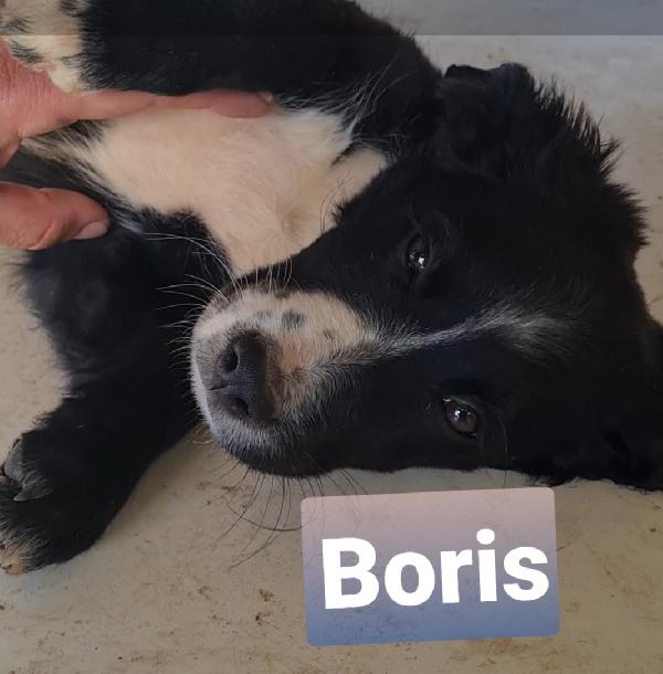 Cuccioli Simil Pastore Taglia Medio Abbondante