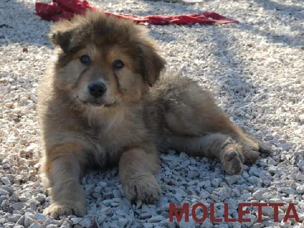 Molletta,Taglia Medio Abbondante!