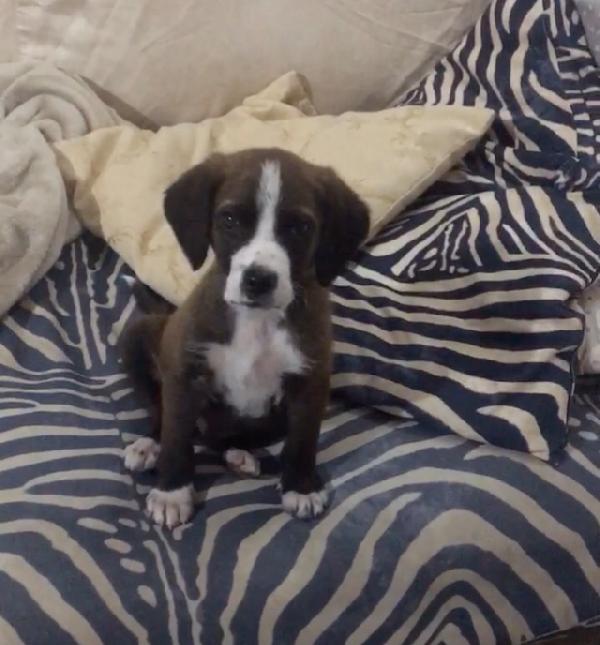 Cucciolo Lello Cerca Casa 