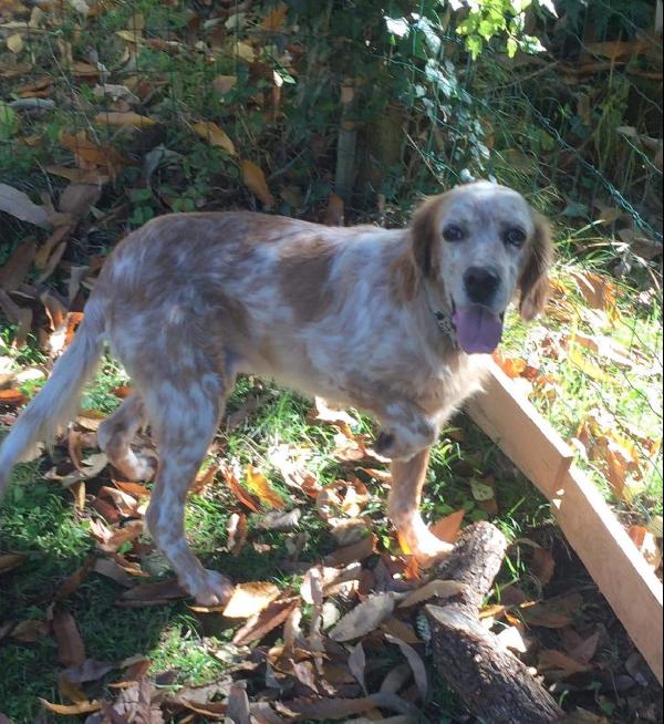 Mustafà, Nonnino Setter Inglese Cerca Casa!