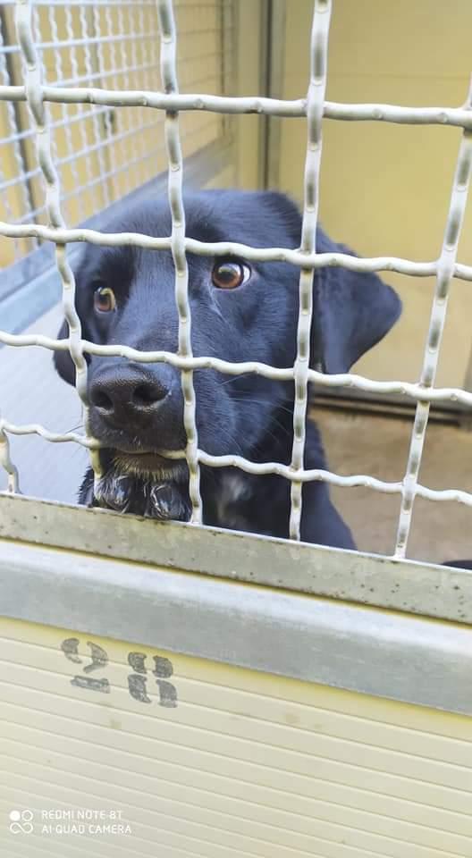 Diego, Simil Labrador! ( Circa Un Anno)