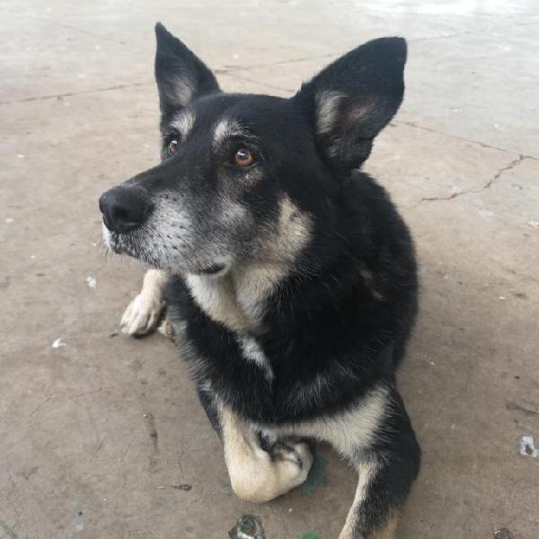 Il Super Coccolone Willy