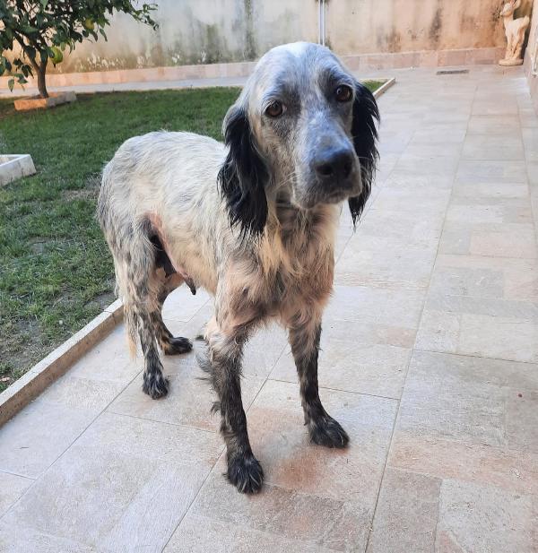 Fede Giovane Simil Setter