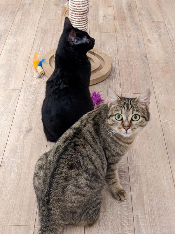 Stella E Noki, Giovane Mamma Gatta E Cucciolo