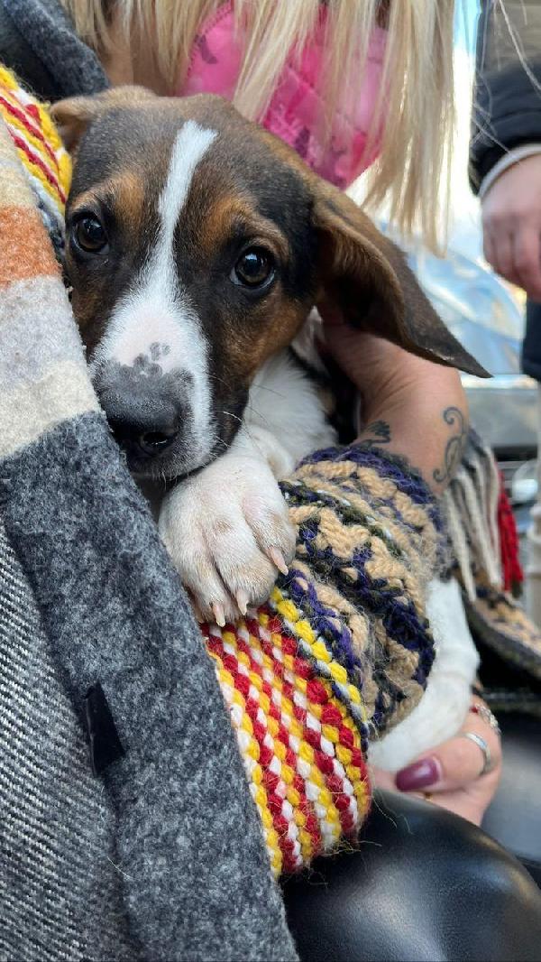 Theo, Mix Beagle! (20Kg)