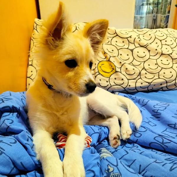 Frida, Dolcissima Cucciola Piena Di Vita