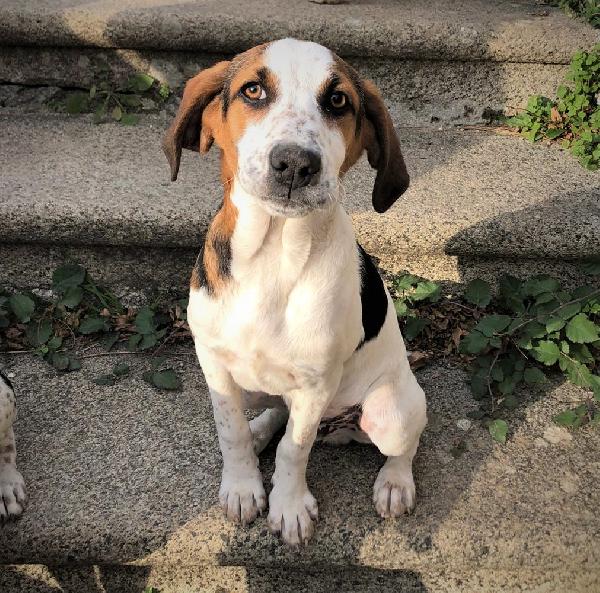 Diva E Bacco Cuccioli Simil Segugio Taglia Media