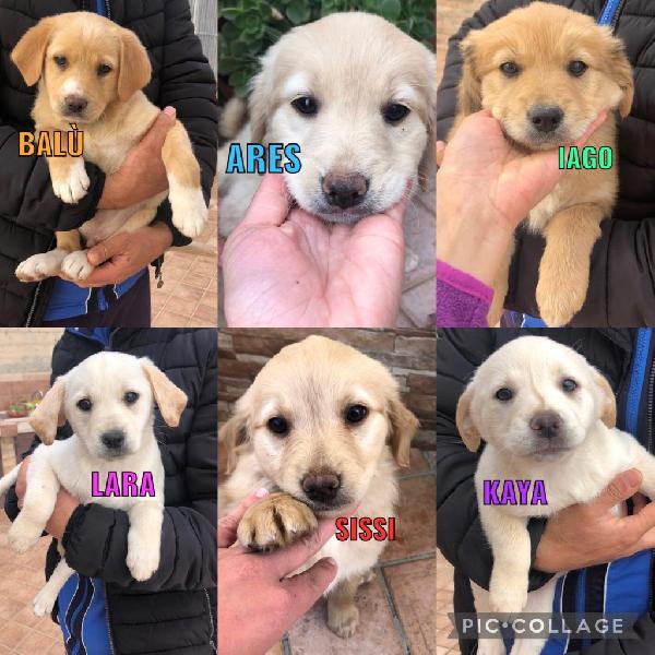 Cuccioli Taglia Medio Piccola