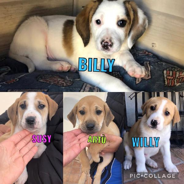 Cuccioli Simil Segugio 2 Mesi Taglia Media