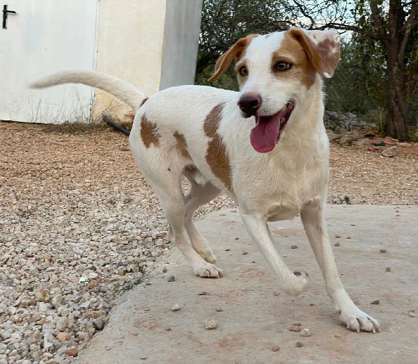 Jack Russell di razza (ll.maddelena@gmail.com)