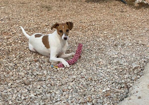 Jack Russell di razza (ll.maddelena@gmail.com) - media 2