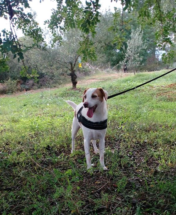 Jack Russell di razza (ll.maddelena@gmail.com) - media 4