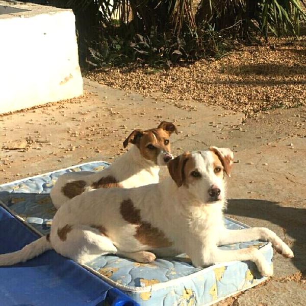 Jack Russell di razza (ll.maddelena@gmail.com) - media 6