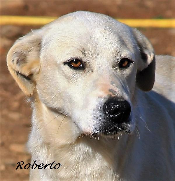 Alberto e Roberto, due splendide creature in attesa di adozione Foto 3