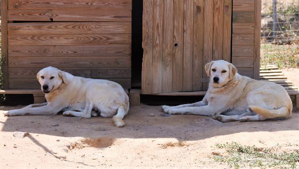 Alberto e Roberto, due splendide creature in attesa di adozione Foto 8