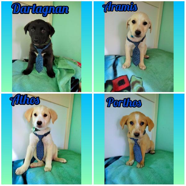 Simil Labrador, 2 Mesi E Mezzo 