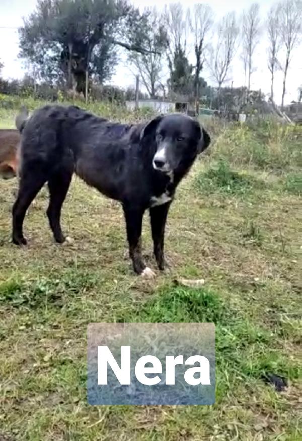 NERA SPLENDIDA GIOVANOTTA SIMIL PASTORE BELGA  Foto 2