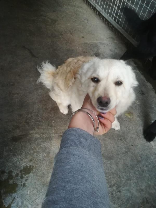 Trisha Cucciola Taglia Medio Piccola Simil Volpino