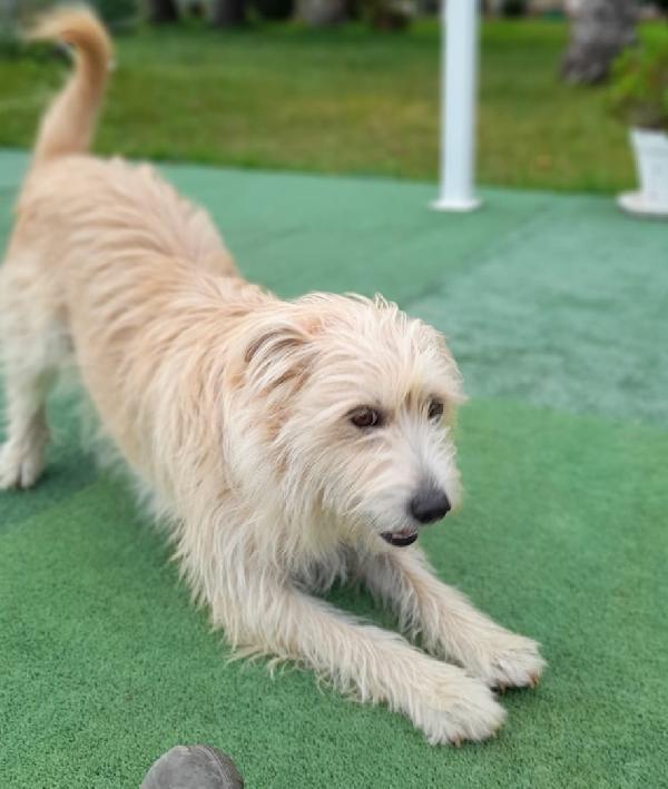 Beige Cagnolina Taglia Medio Piccola