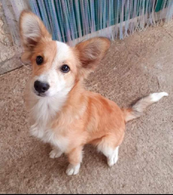 Tato, Taglia Piccola! 