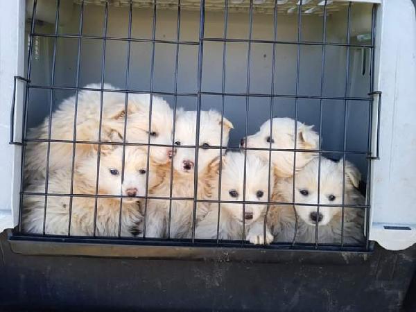 Cuccioli, Simil Volpini! ( Taglia Piccola)