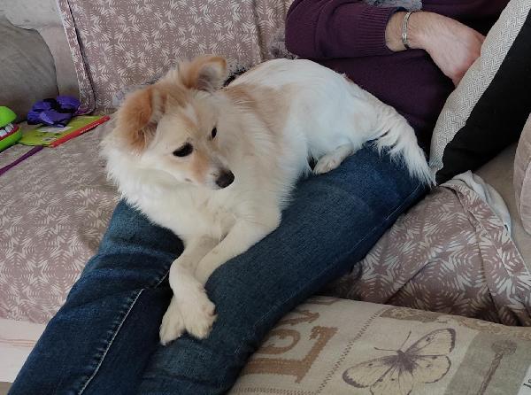 Frida Cerca Casa! É Solo Una Cucciola 