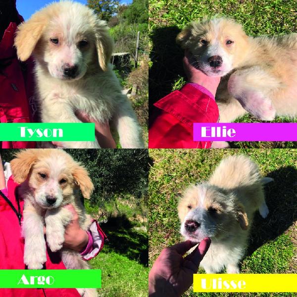 Cuccioli Simil Pastore Maremmano Taglia Medio Grande