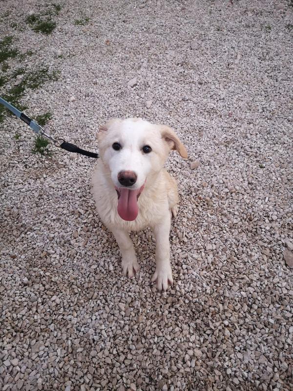 Berni Cucciolo Simil Labrador