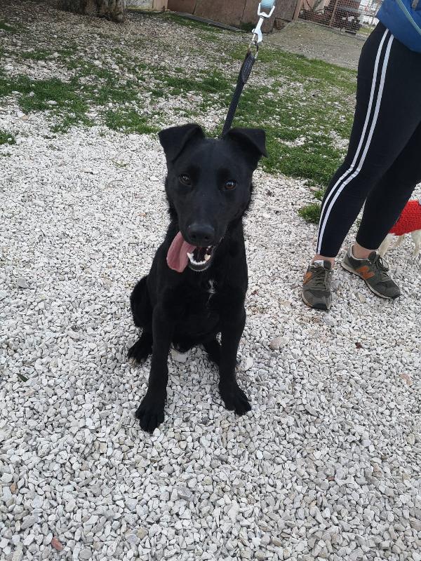 George Cucciolone Nero Simil Pastore