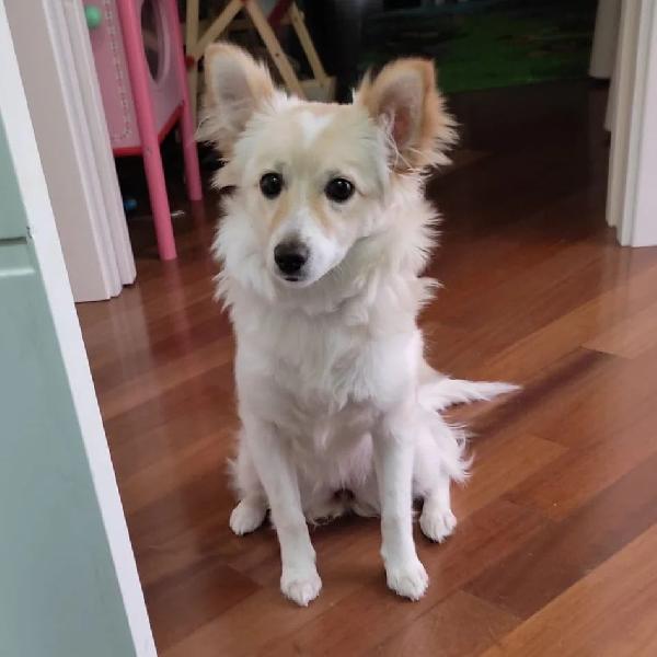 Blanca, Dolcissima Cagnolina Piena Di Vita E Amore