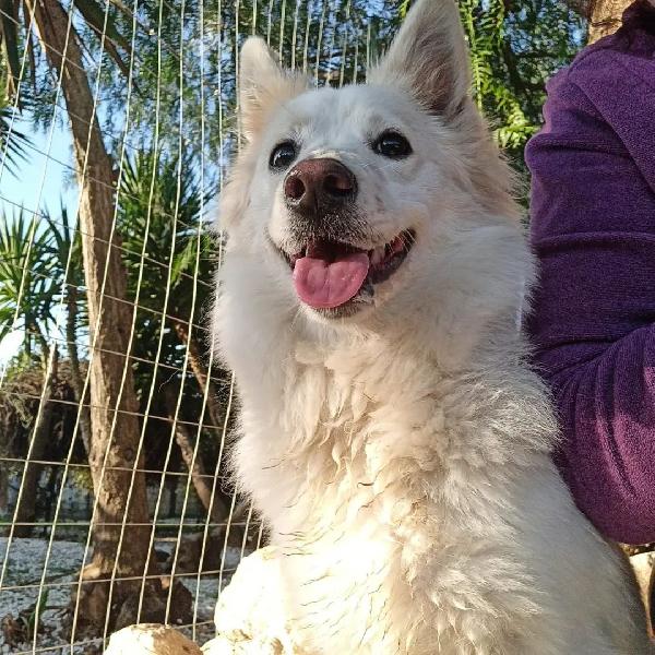 Bella, Dolcissima Volpinetta Piena Di Vita