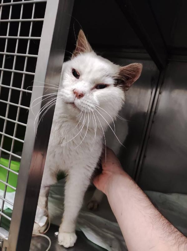 Il Dolce Ninetto Cerca Una Nuova Famiglia