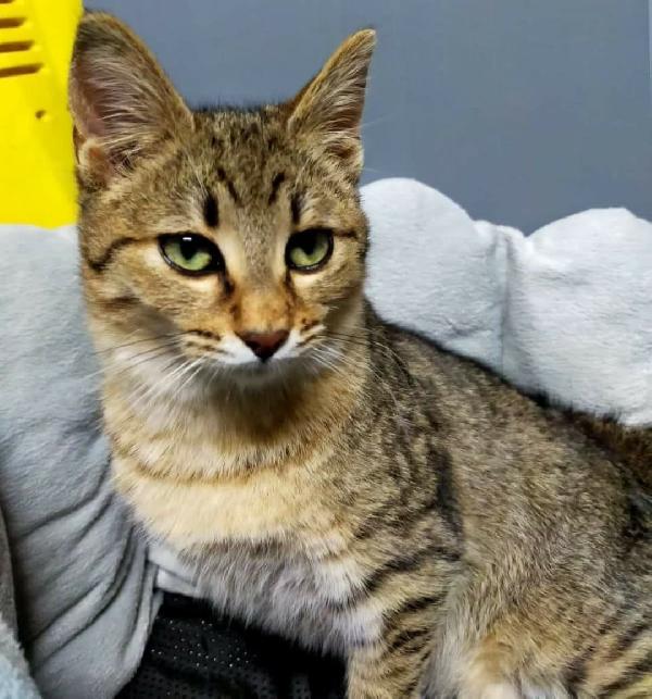 Il Piccolo Dylan Cerca Una Famiglia