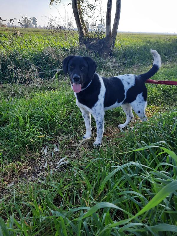 Brando Cucciolo Simil Pointer/Setter