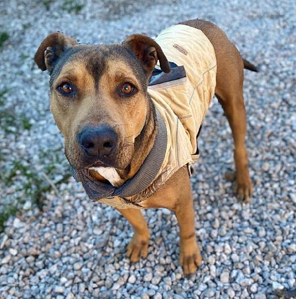 Tyson Molossino Meraviglioso