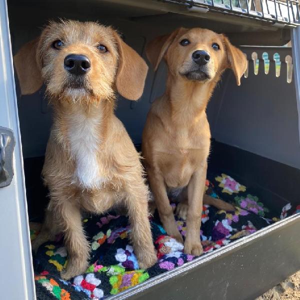 Cuccioli Mix Caccia/Spinoncino, Femmine. Tiara E Tuma Cercano Casa.