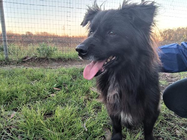 Tommy - Simil Volpino Di Circa 3 Anni E Mezzo - Taglia Piccola