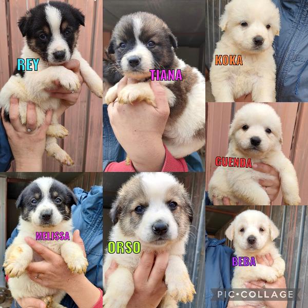 Cuccioli Taglia Media