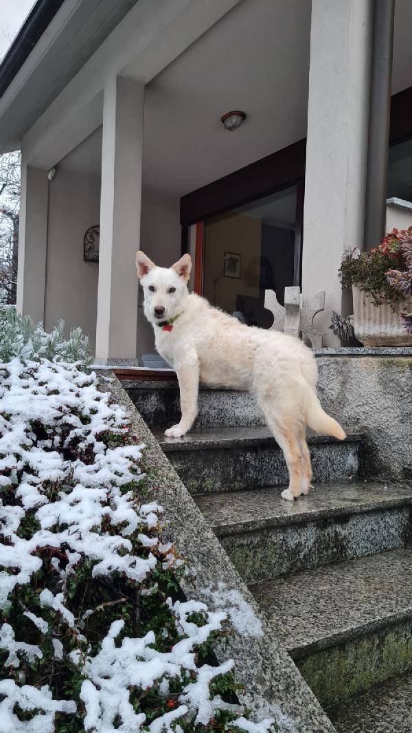 Oliver Cucciolo Simil Lupetto/Maremmano Taglia Media