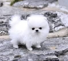 ''TITI '' Volpino Pomerania (Watsap: 00237655616956)
